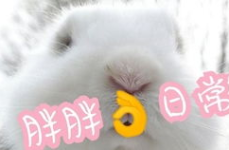 兔子娱乐乐,畅游欢乐时光,解锁快乐生活新篇章