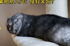 娱乐圈吃瓜猫是谁,揭秘娱乐圈幕后真相的神秘人物