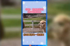 吃瓜群众娱乐版下载安装,轻松下载,畅享欢乐时光