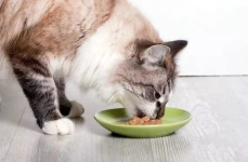 娱乐吃瓜猫咪视频大全最新,最新猫咪吃瓜视频大盘点